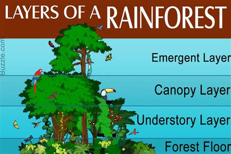 Tropical Rainforest Climate Facts