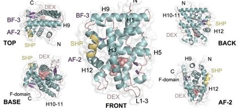 Team reveals extraordinary plasticity of the glucocorticoid receptor