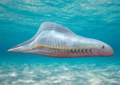 This fishy guy is called Myllokunmingia! It lived around 518 million years ago, and it is ...