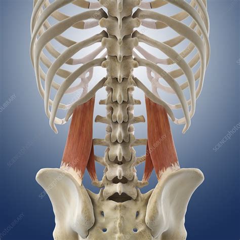 Lower Back Organ Anatomy Diagram Lower Back Anatomy I - vrogue.co