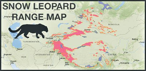 Spl Zones Planned To Protect Snow Leopards 3D4