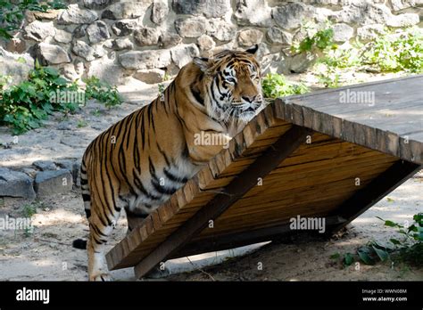 Siberian tiger, also known as the Amur tiger Stock Photo - Alamy