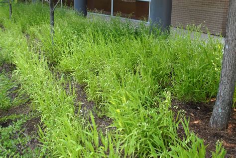 Chasmanthium latifolium (Indian Wood Oats, Inland Sea Oats, Northern Sea Oats, River Oats, Wild ...