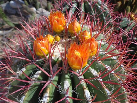 Flowering barrel cactus of the Southwest