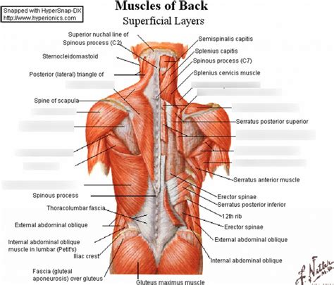 PHTH 501 Superficial Back Muscles Diagram | Quizlet