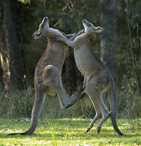 Fighting kangaroos | Young eastern grey kangaroos fighting | Sharon ...