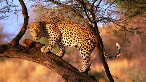 The bold plan that could save South Africa's leopards (2022)