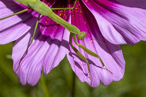 Praying Mantis On Cosmos Flower | photoartflight