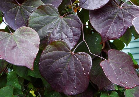 Weeping Redbud - Miss Smarty Plants