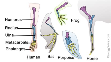 The direction of evolution: divergence vs. convergence – The G-cat