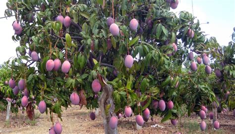 ÁRBOL DE MANGO: CARACTERISTICAS, CULTIVO, FRUTOS