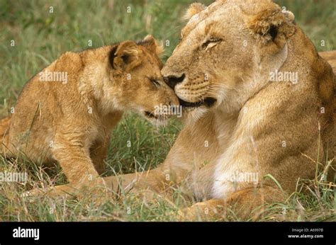 Lioness with cub Stock Photo - Alamy