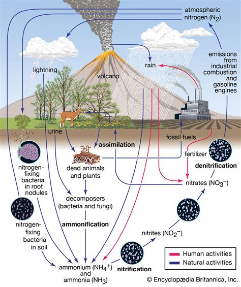 Biogeochemical cycle | Definition & Facts | Britannica