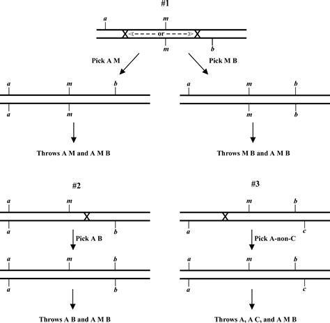 Genetic Mapping