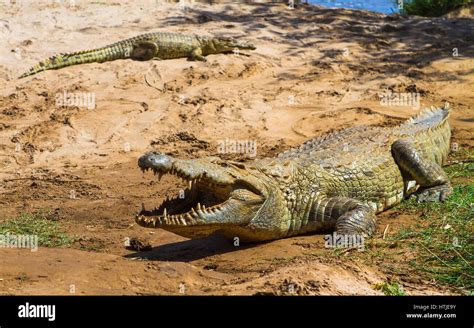 Crocodile in Tsavo East National Park. Kenya Stock Photo - Alamy