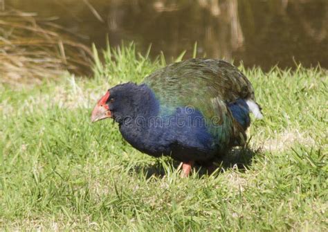 Takahe Bird stock image. Image of grass, foraging, creature - 35079465