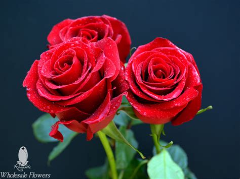 RED & BICOLOR ROSES | Rosanti Flowers