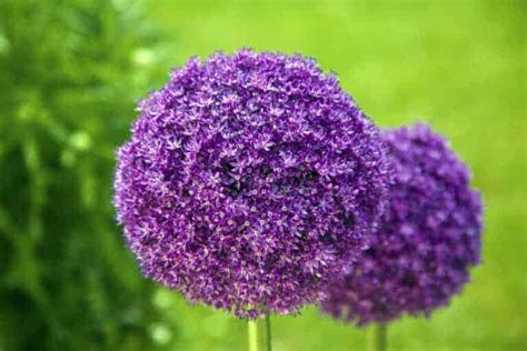 Allium for a burst of color 💜 💡 Discover varieties and tips for your ...