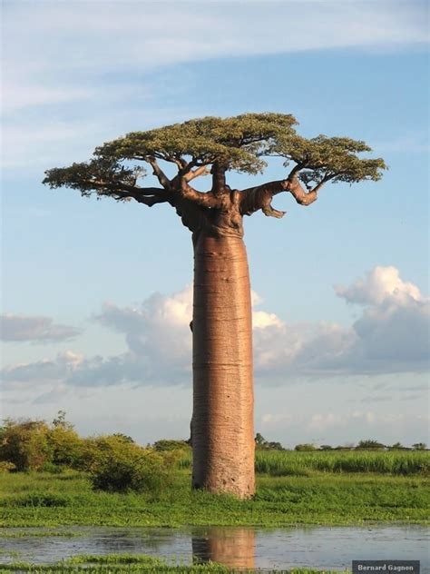 Baobabs: The world's fattest trees | InsureandGo