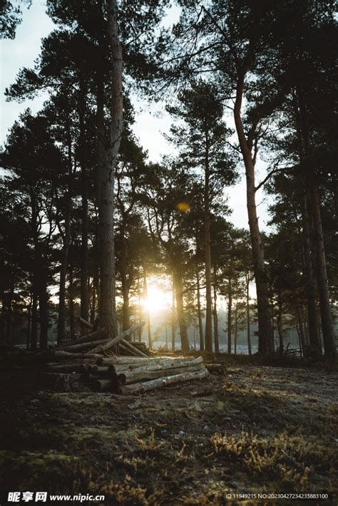 树林风景摄影图__其他_旅游摄影_摄影图库_昵图网nipic.com