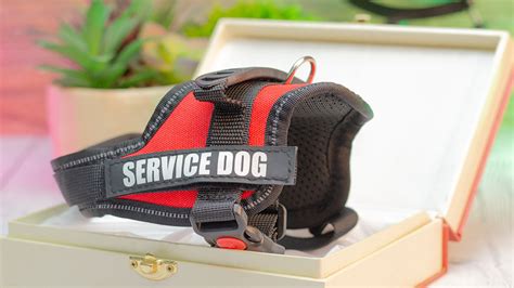 Leerburg | Leerburg's Padded Service Dog Vest