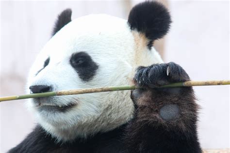 Definitive Guide To Giant Panda Facts, Habitat, Conservation Status ...