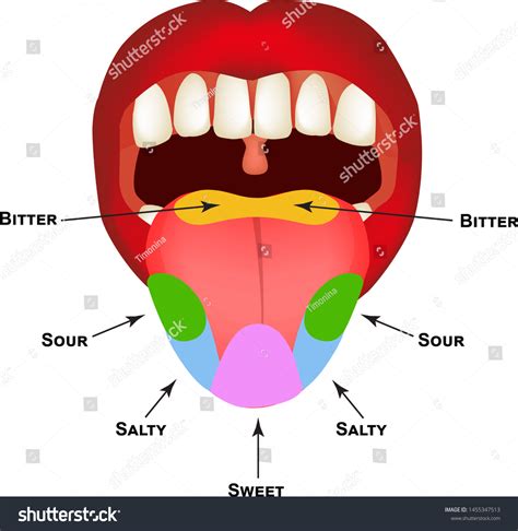 Anatomical Structure Tongue Taste Buds On Stock Vector (Royalty Free) 1455347513 | Shutterstock