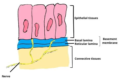 BASEMENT MEMBRANE | Physiology & Biochemistry