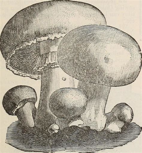 Image from page 32 of "Catalogue of seeds, agricultural & … | Flickr