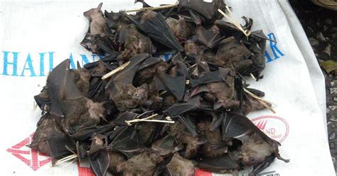 Bat meat still popular in Sulawesi, despite coronavirus outbreak | New ...