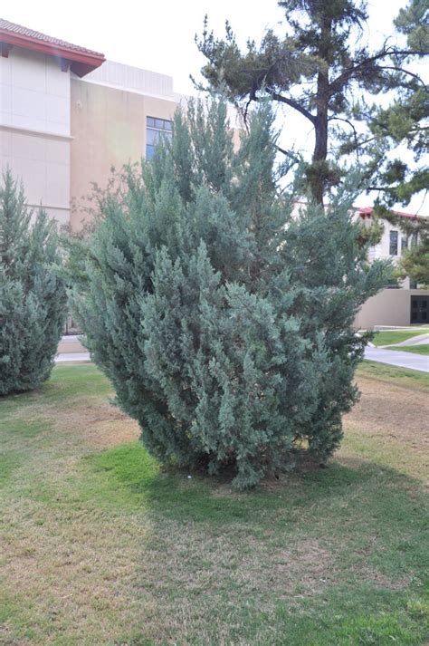 Juniperus chinensis 'Blue Point'