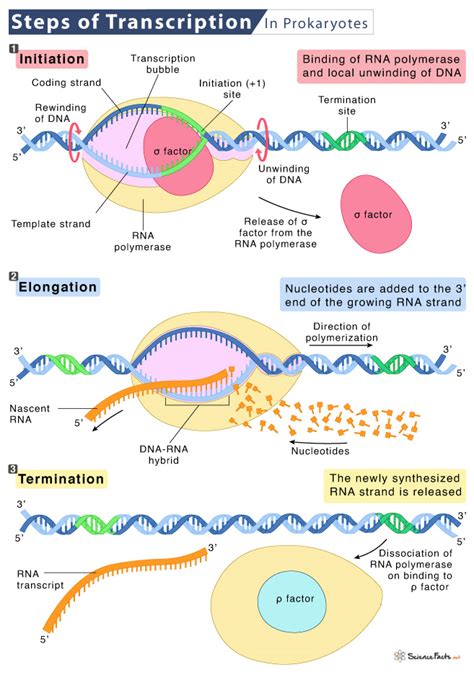 Rna Polymerase In Prokaryotes