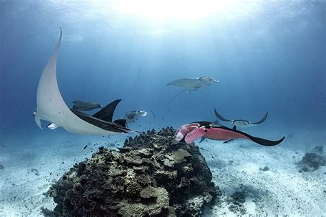 Remarkable Underwater Photos of the World’s Only Known Pink Manta Ray