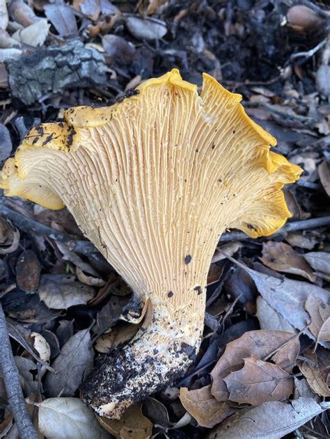 Beautiful Cantharellus californicus (California Golden Chanterelle) from todays adventure : r ...