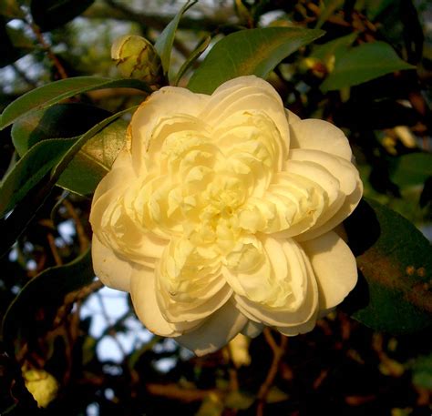 Flower Homes: Camellia Flowers