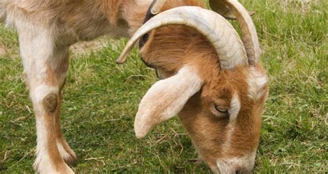 Yom Kippur and the Lesson of the Two Goats | World Israel News