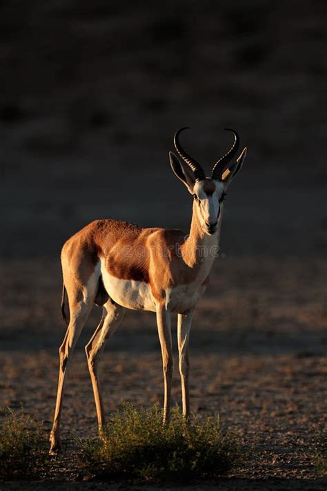 Springbok antelope stock photo. Image of horns, springbuck - 47149094