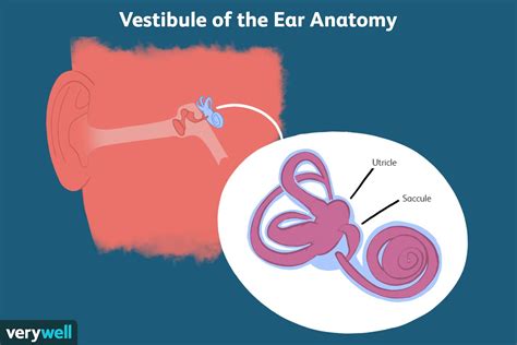 Vestibule of the Ear: Anatomy, Function and Treatment