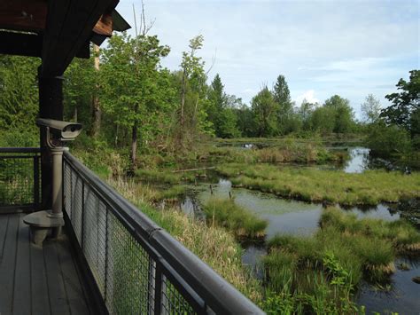 Experience the Nisqually Wildlife Refuge — Birding, Photography, Hiking ...