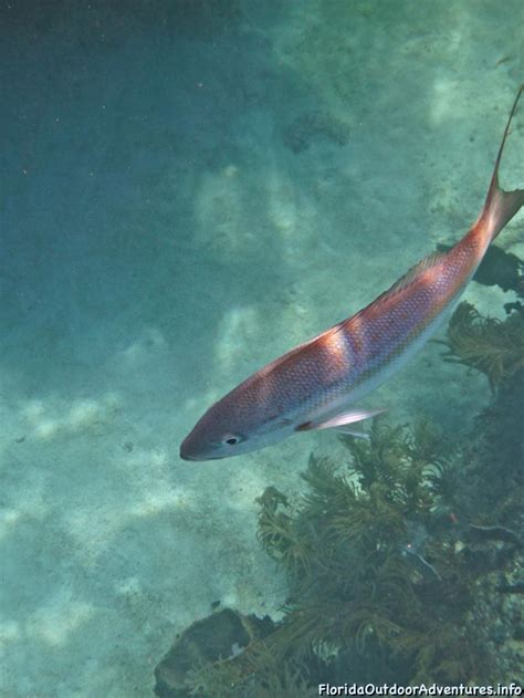 Sombrero Lighthouse Reef Snorkel In Calm Seas – Florida Snorkeling ...