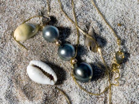 Free Images : rock, white, leaf, material, close up, mussels, south africa, macro photography ...