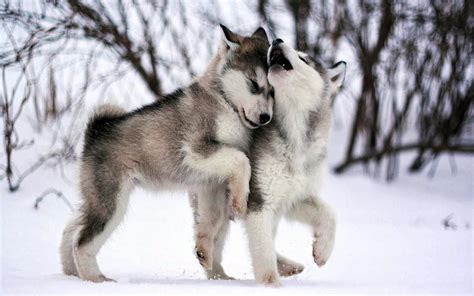 Snow White Wolf Pup