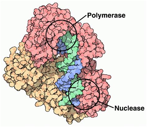 PDB-101: Molecule of the Month: HIV Reverse Transcriptase