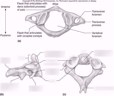 Axis Bone Diagram