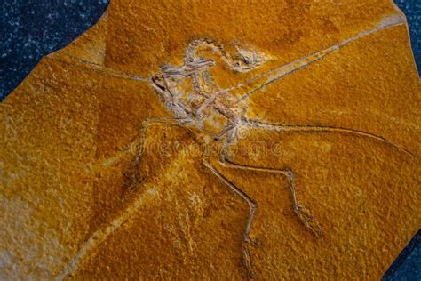 Archaeopteryx Fossils Discovered in Germany Editorial Stock Image - Image of geology, eichstatt ...