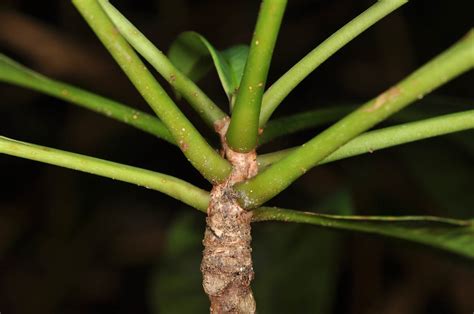 Barringtonia acutangula (Lecythidaceae) image 83060 at PhytoImages.siu.edu