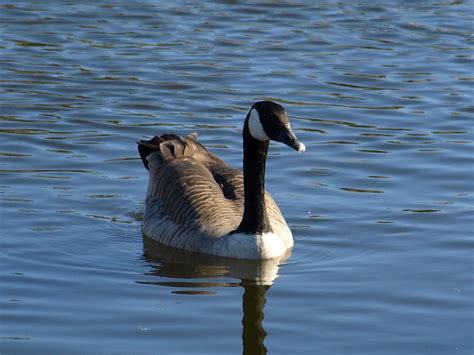 Susan's headspace: Canada Goose: Species and subspecies