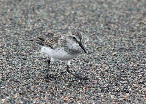 White-rumped Sandpiper Beach - Various Bird Species