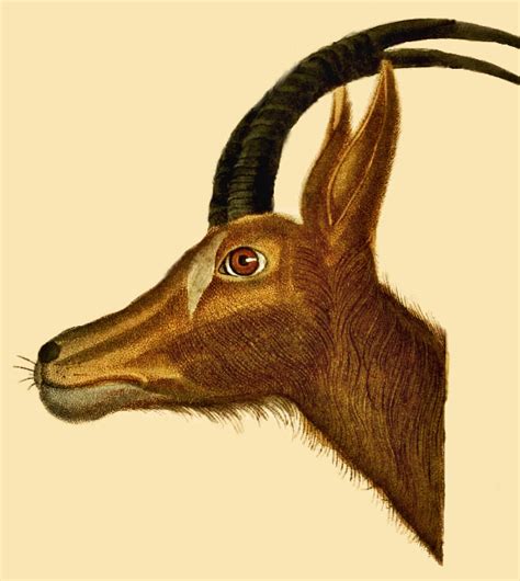 Free, Vintage Antelope Head Drawing From 1822