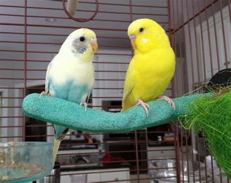 How Can I Get A Free Pet Bird at Randy Christian blog